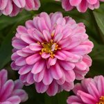 Raspberry ripple P71-07