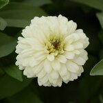 White P71-09