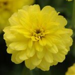 Yellow P71-01