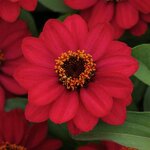 Raspberry P 70.08 нет в наличии