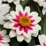 Starlight rose P 70.02 