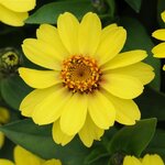 Yellow P 70.03