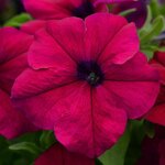 Burgundy P 17.03