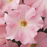 Appleblossom P 17.01