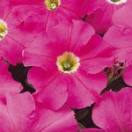 Pink P 17.10