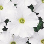 White P 17.19