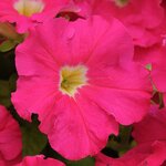 Rose P 17.14