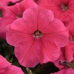 Coral P18.04