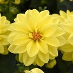 Yellow Shades P5.06