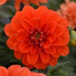 Orange Shades P5.02