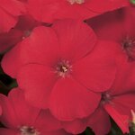 Scarlet P 26.12 