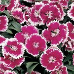 Violet Picotee P6.09