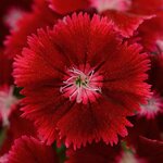 Crimson P6.02 