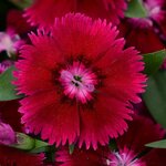 Purple P6.06