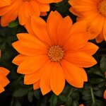 Clear orange P7.05