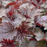 Гейхера Palace Purple