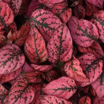Red P56.02 