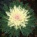 Капуста декоративная (Брассика) Peacock