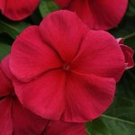 Dark Red 391.05