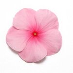 Blush P39-02