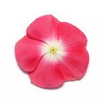 Cherry Red Halo P39.05