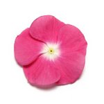 Magenta halo P39-09