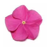 Orchid Deep P39.07