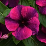 Black cherry P390.01