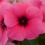 Raspberry P390.05