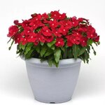 Cranberry P83.01