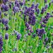 Лаванда Lavance DEEP PURPLE