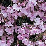 Lilac P10.04 
