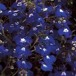 Sapphire P10.09 нет в наличии. Замена на Midnight Blue P10.06 