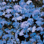 Sky Blue P10.02