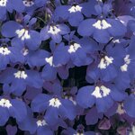 Blue Eyes P100.01