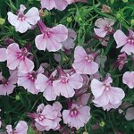 Lilac P100.04