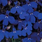 Midnight Blue P100.06 