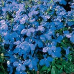 Sky Blue P100.02 