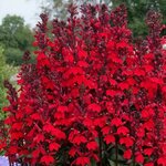 Scarlet P69-01