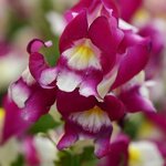 Burgundy bicolor P28.03