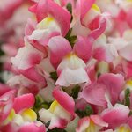 Coral bicolor P28.04