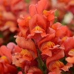 Orange P28.06