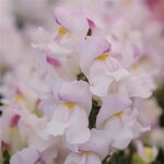 Plumblossom P28.08 - нет в наличии
