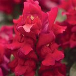 Red P28.10