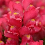 Rose P28.12