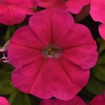 Deep rose P 21.19 
