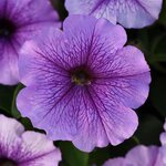Lavender P 21-08