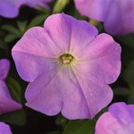 Lilac P 21-09