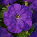Mid blue P 21-03