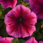 Plum P 21.12 